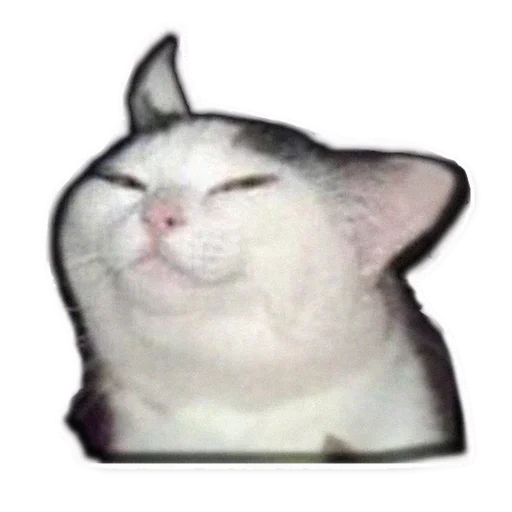 animal cat small to medium-sized cats