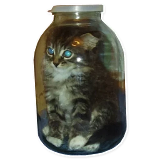 bottle animal cat