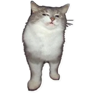 Коты Мявчики @stickerus - animal
