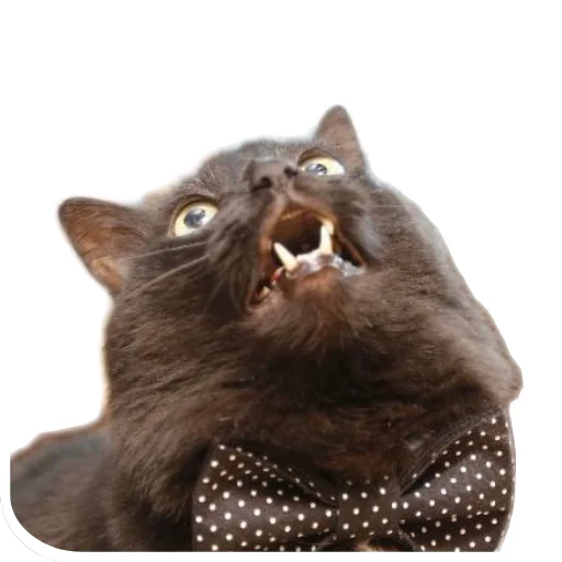 Коты Оленьего Семейства - 