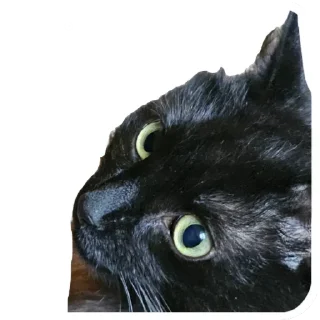 Стикер Коты Оленьего Семейства - 7