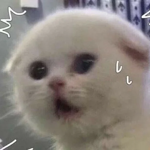 Sticker Koty_557d_by_offstikbot - 1