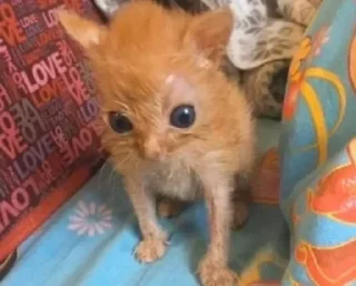 Стикер Коты by @offstikbot - 8