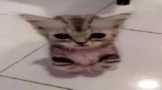 Стикер Коты by @offstikbot - 3