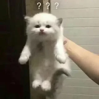 Стикер Коты by @offstikbot - 1