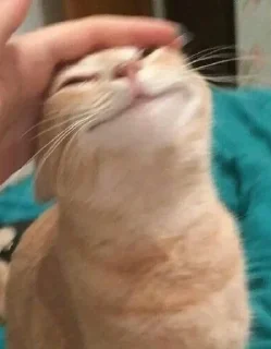 Стикер Коты by @offstikbot - 9