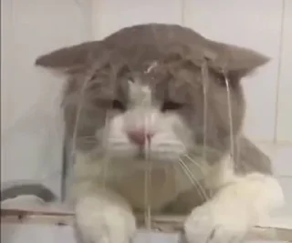 Стикер Коты by @offstikbot - 11