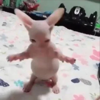 Стикер Коты by @offstikbot - 7