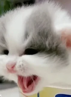 Стикер Коты by @offstikbot - 5