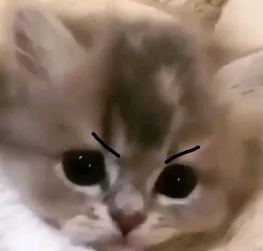 Sticker Koty_lyubvi_38c2_by_offstikbot - 1