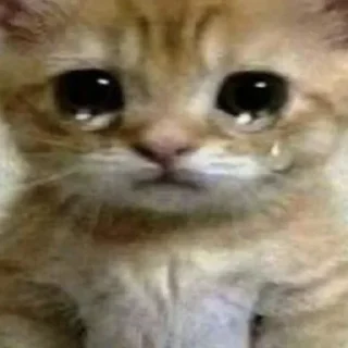 Стикер Коты любви by @offstikbot - 1