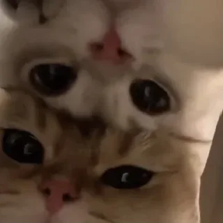 Стикер Коты любви by @offstikbot - 8