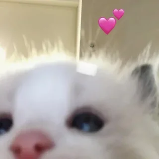 Стикер Коты любви by @offstikbot - 4