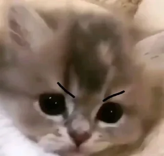 Стикер Коты любви by @offstikbot - 2