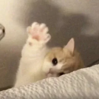 Стикер Коты любви by @offstikbot - 10