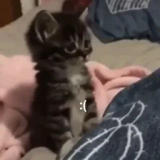 Стикер Коты любви by @offstikbot - 6