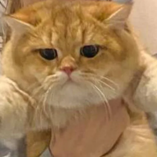 Стикер KotyaMeowRa - 1