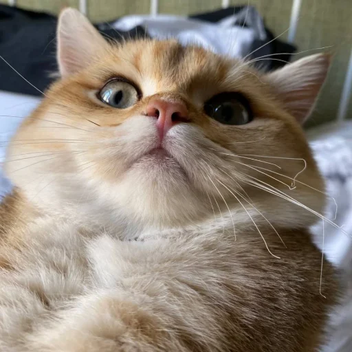 Sticker KotyaMeowRa - 1