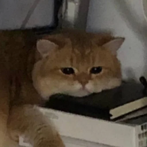 Стикер KotyaMeowRa - 1