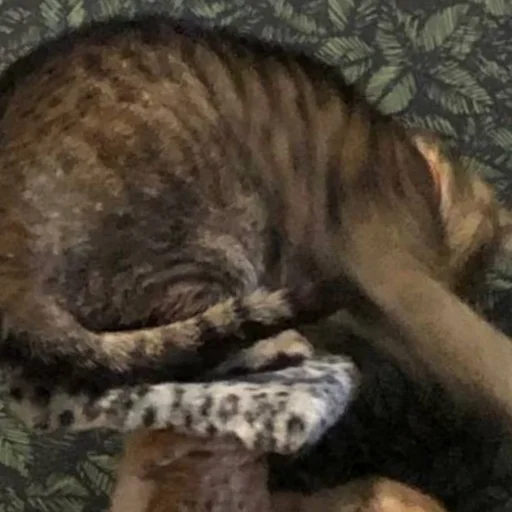 Sticker KotyaMeowRa - 1