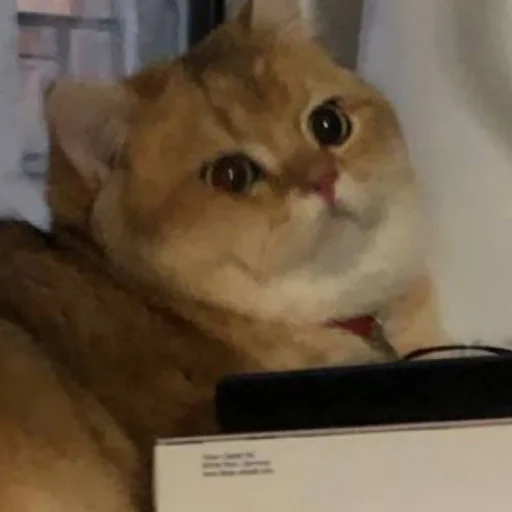 Стикер KotyaMeowRa - 1