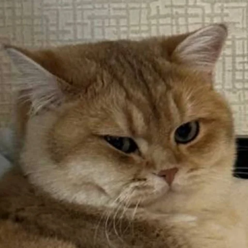 Стикер KotyaMeowRa - 1