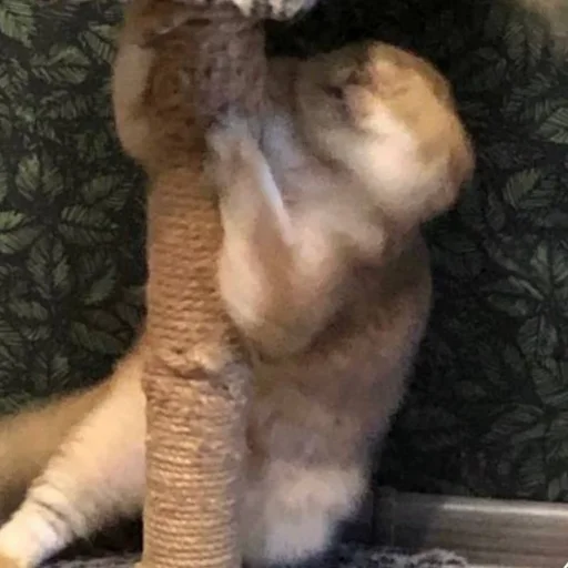 Стикер KotyaMeowRa - 1