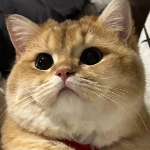 Стикер KotyaMeowRa - 1