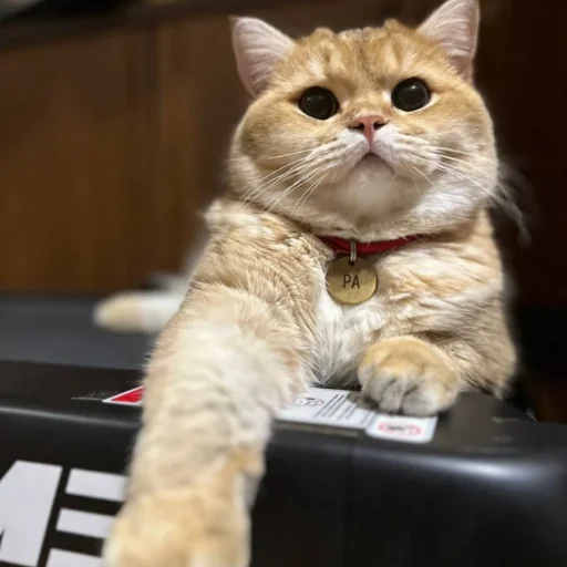 Sticker KotyaMeowRa - 1