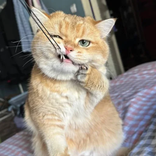 Стикер KotyaMeowRa - 1