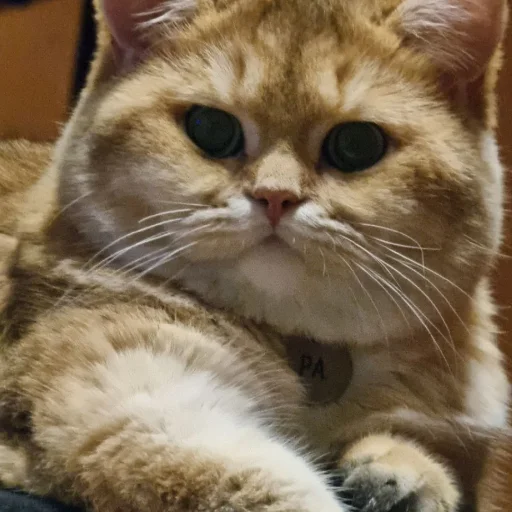 Стикер KotyaMeowRa - 1