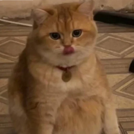 Sticker KotyaMeowRa - 1