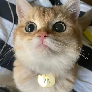 Sticker Солнышко Ра - 1