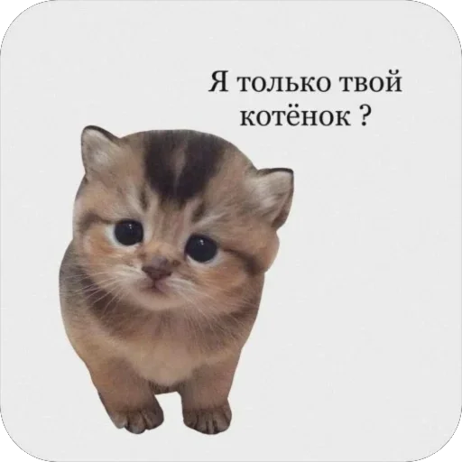🐾 котячьи пикчи 🐾 @aesthetifypins - 