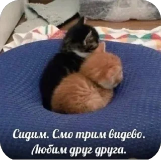 Sticker 🐾 котячьи пикчи 🐾 @aesthetifypins - 8