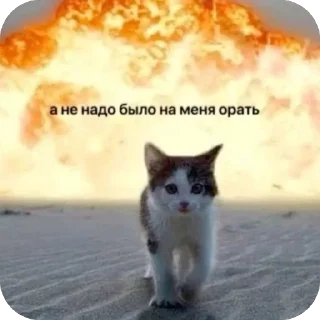 Sticker 🐾 котячьи пикчи 🐾 @aesthetifypins - 4