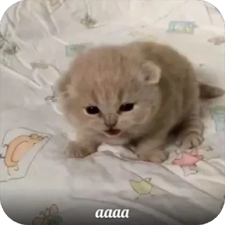 Sticker 🐾 котячьи пикчи 🐾 @aesthetifypins - 1