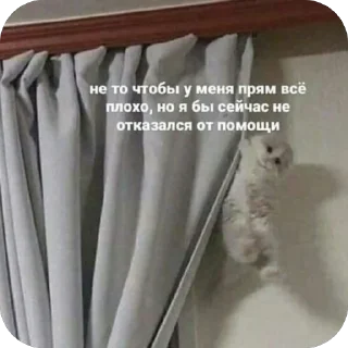 Sticker 🐾 котячьи пикчи 🐾 @aesthetifypins - 5