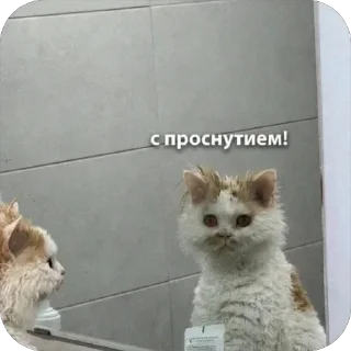 Sticker 🐾 котячьи пикчи 🐾 @aesthetifypins - 2