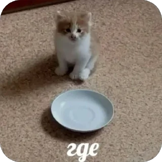 Sticker 🐾 котячьи пикчи 🐾 @aesthetifypins - 0