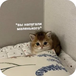 Sticker 🐾 котячьи пикчи 🐾 @aesthetifypins - 7