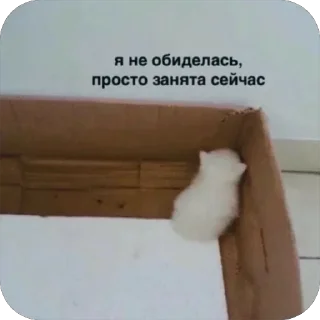 Sticker 🐾 котячьи пикчи 🐾 @aesthetifypins - 3