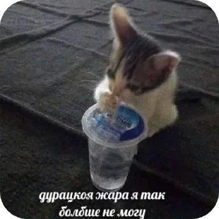 Sticker 🐾 котячьи пикчи 🐾 @aesthetifypins - 11