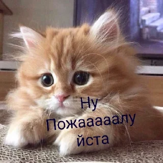 Sticker Котяки - 10