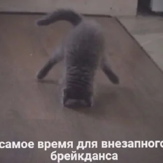 Sticker Котяки - 5