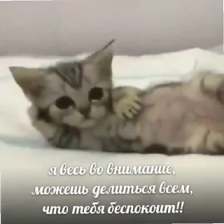 Sticker Котяки - 4