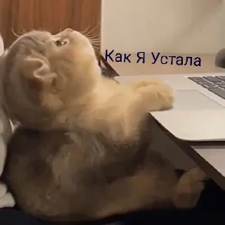 Sticker Котяки - 1