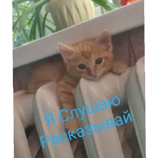 Sticker Котяки - 7