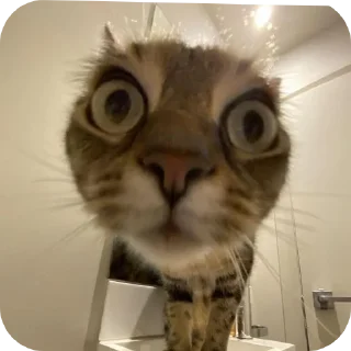 Sticker Котяки и няшки - 3