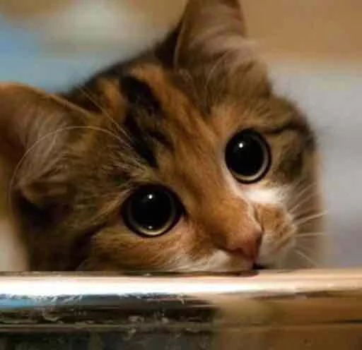 cat mammal domestic cat